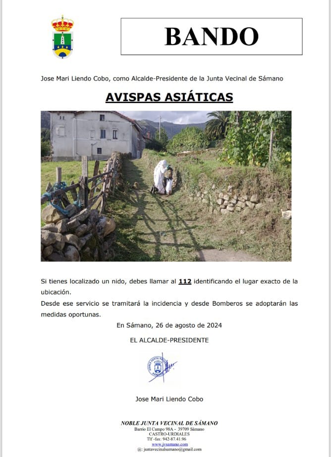Bando Avispas Asiáticas