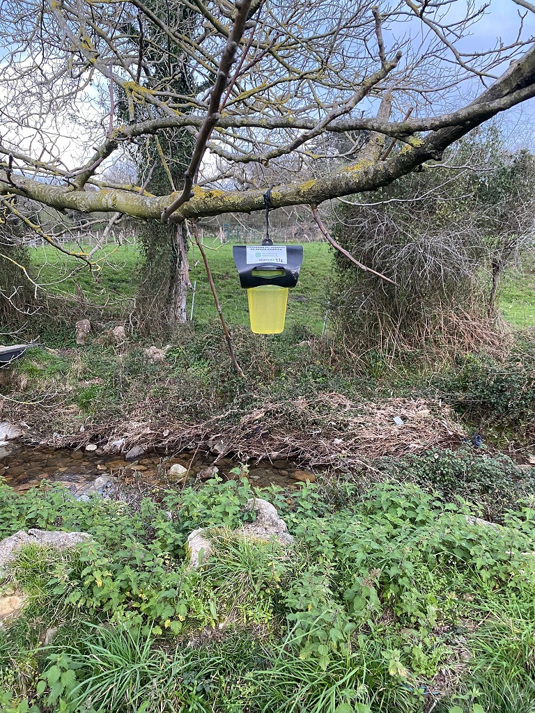 Campaña de Trampeo de la avisa asiática reina 2026