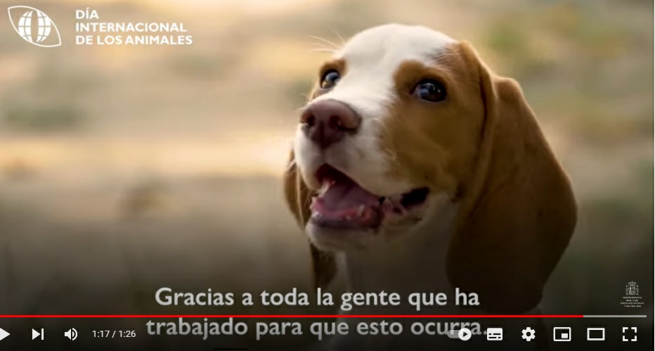 Campaña divulgativas de la Dirección General de  Derechos de los Animales