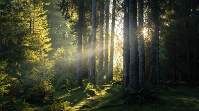 Celebración del Día Internacional de los Bosques 2022 