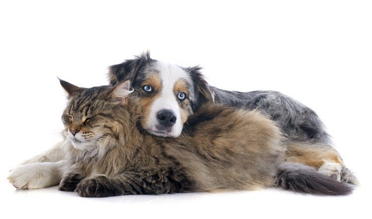 Circular Informativa sobre la tenencia de perros y gatos