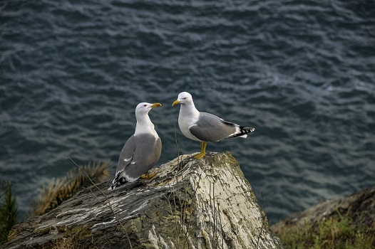 Campaña de Control poblacional de Gaviota Patiamarilla en el casco urbano 