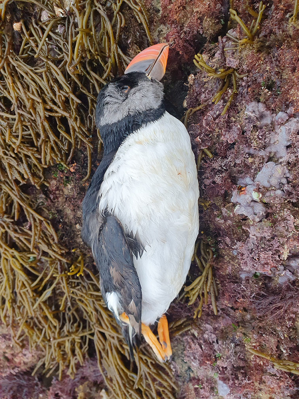 Siguen apareciendo frailecillos muertos y otras aves en las playas de Castro-Urdiales