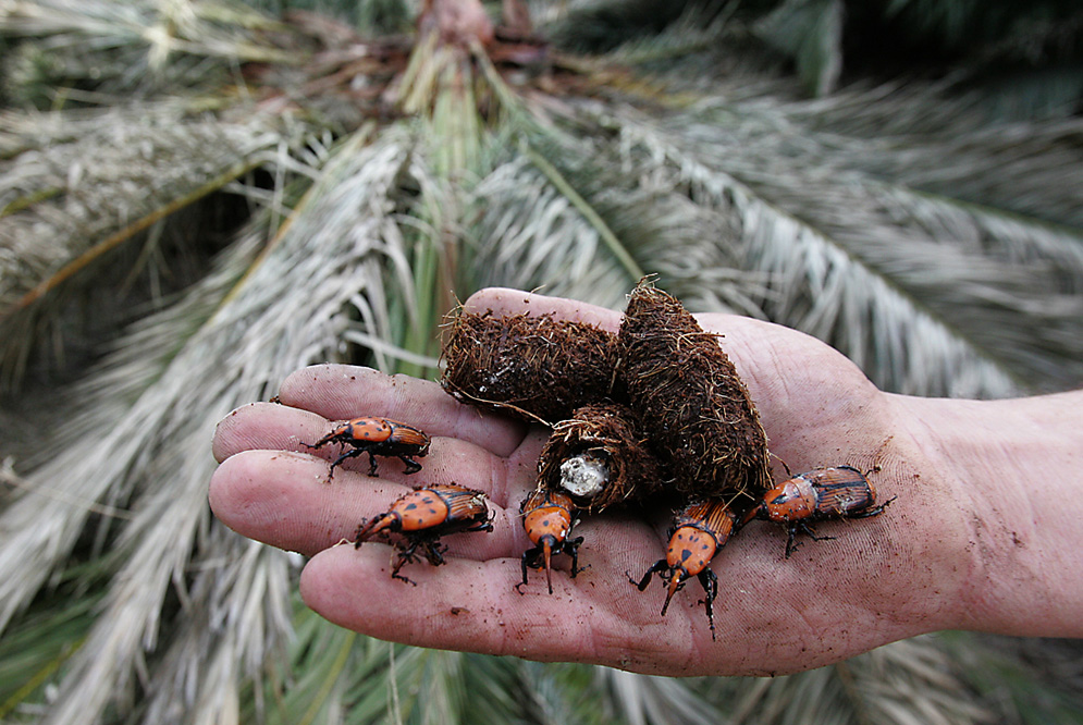 Información importante sobre el Picudo Rojo (Rhynchophorus ferrugineus) 