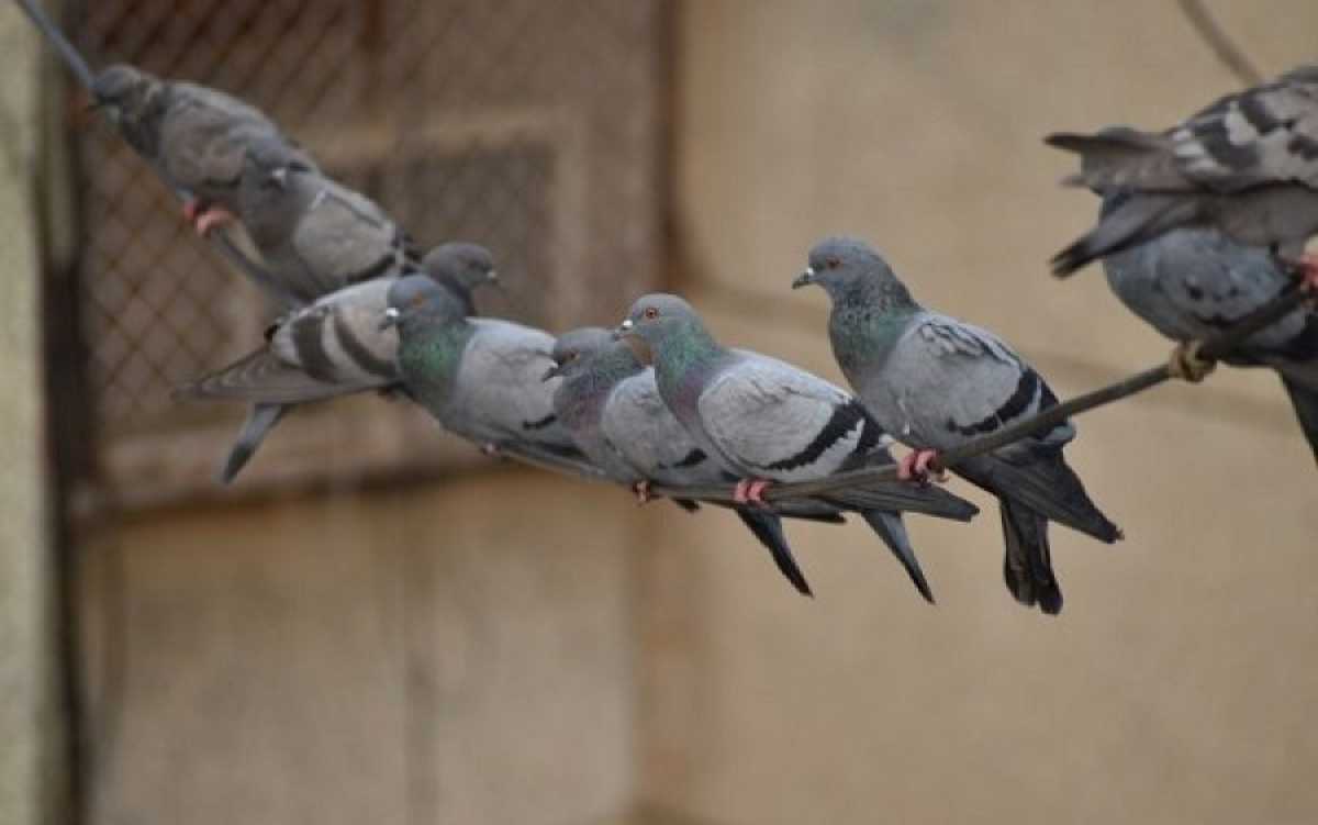 Plan de control de palomas urbanas 