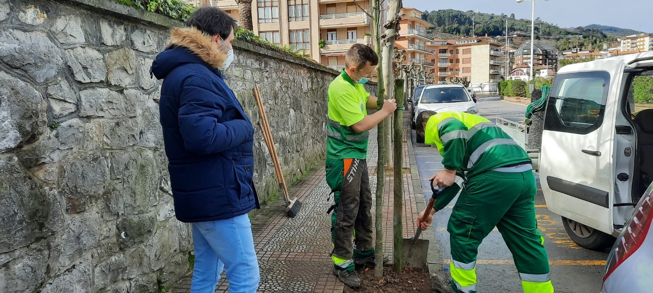 El Ayuntamiento de Castro-Urdiales da comienzo a las labores de plantación de marras del arbolado