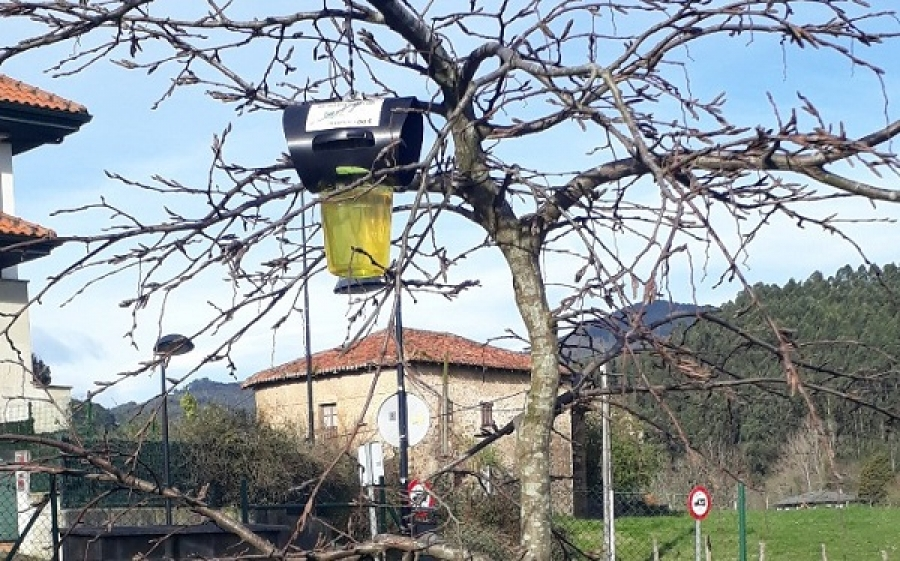 El Ayuntamiento de Castro Urdiales colocará trampas de avispa asiática para luchar contra la plaga  